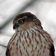 sharp-shinned hawk
