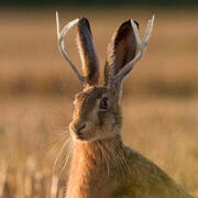 jackalope