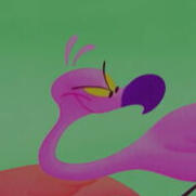 yo-yo flamingo