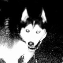 smile dog
