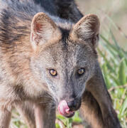 crab eating fox