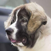 pyrenean mastiff
