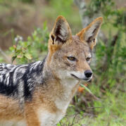 black-backed jackal
