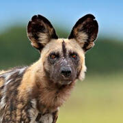 african wild dog