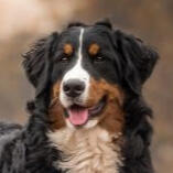 bernese mountain dog
