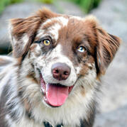 australian shepherd