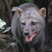 short-eared dog