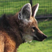 maned wolf