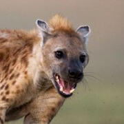spotted hyena