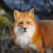 red fox