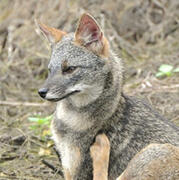 sechuran fox