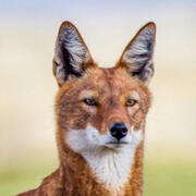 ethiopian wolf
