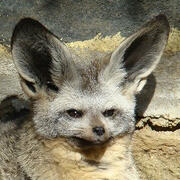 bat-eared fox