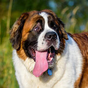 st bernard