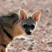 aardwolf