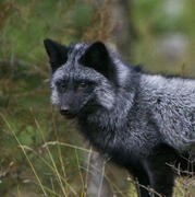 silver fox