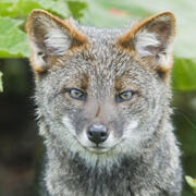 darwin's fox