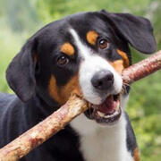 appenzeller mountain dog