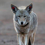 coyote