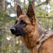 german shepherd