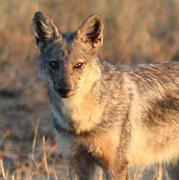 side-striped jackal