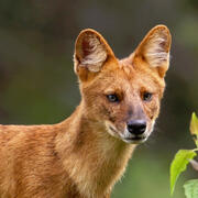 dhole