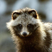 raccoon dog
