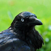 australian raven