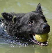 croatian sheepdog