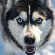 husky