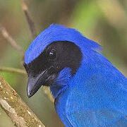 black-collared jay