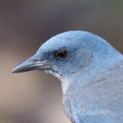 transvolcanic jay