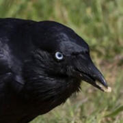 little raven