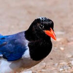 red-billed blue magpie