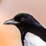 black-billed magpie