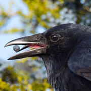 american crow