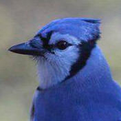 blue jay