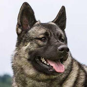 norwegian elkhound