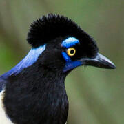 plush-crested jay