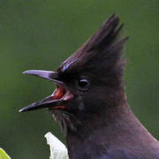 steller's jay