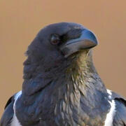 pied crow