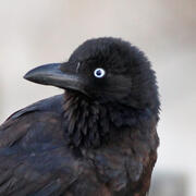 little crow