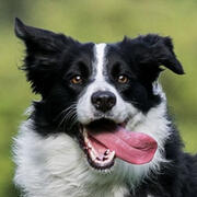 border collie