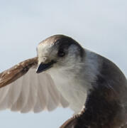canada jay