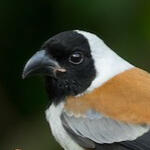 collared treepie