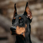 doberman pinscher