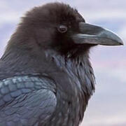 western raven