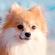 pomeranian