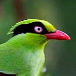 javan green magpie